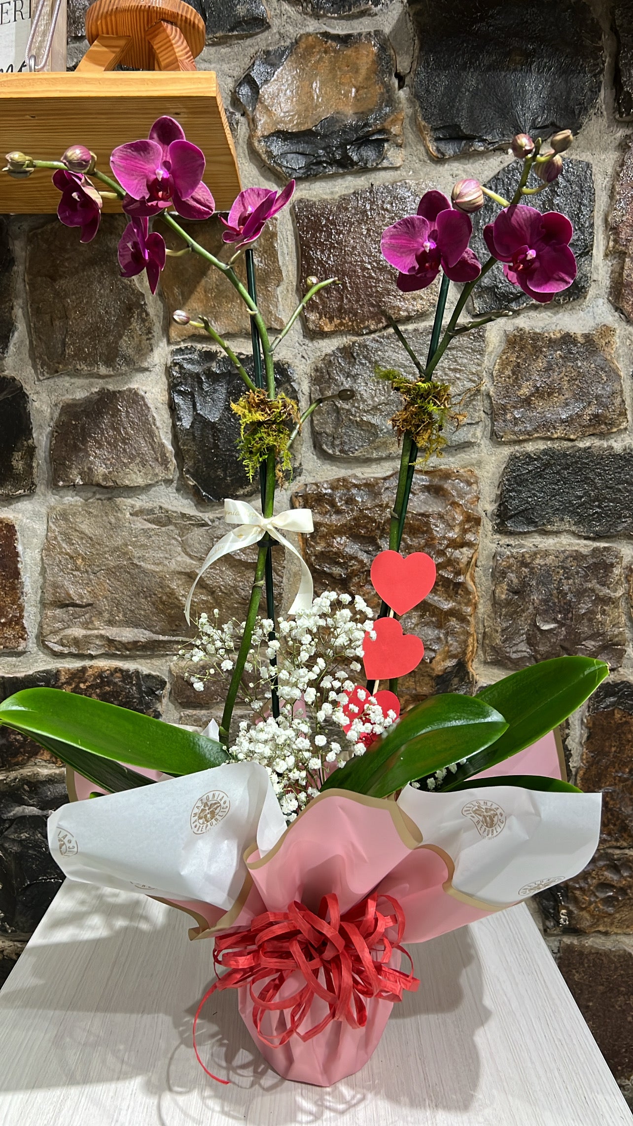 Plantas Magnas 5 pulgadas como Regalo