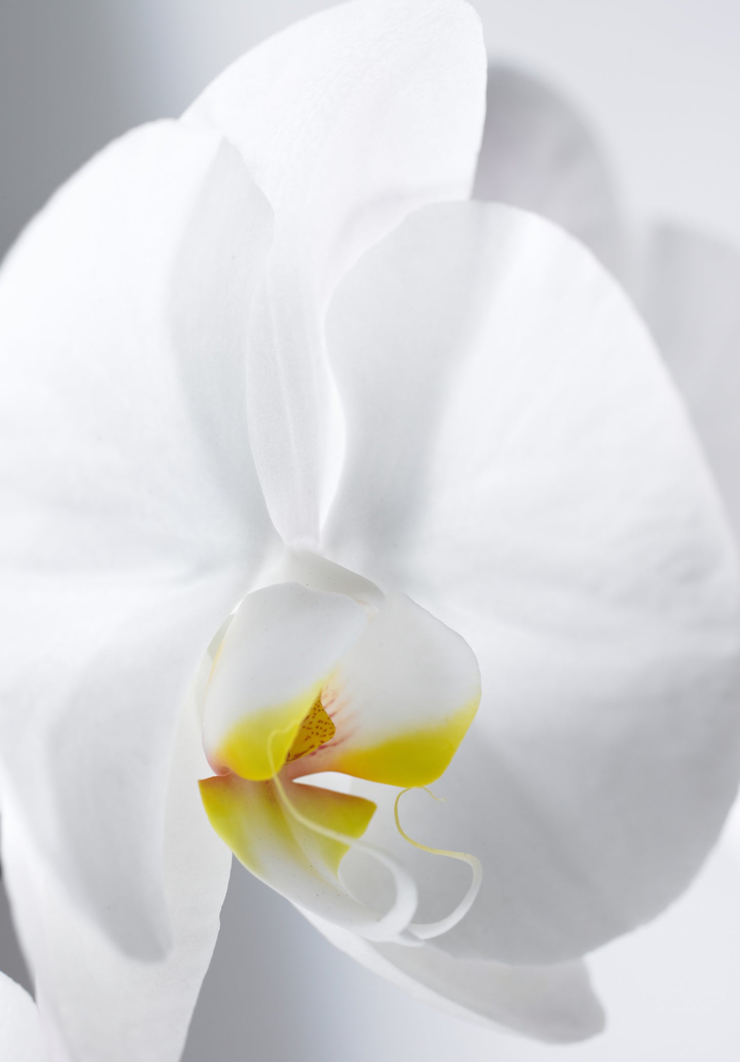 Orquídea Classic White - 2 Spike/Espiga