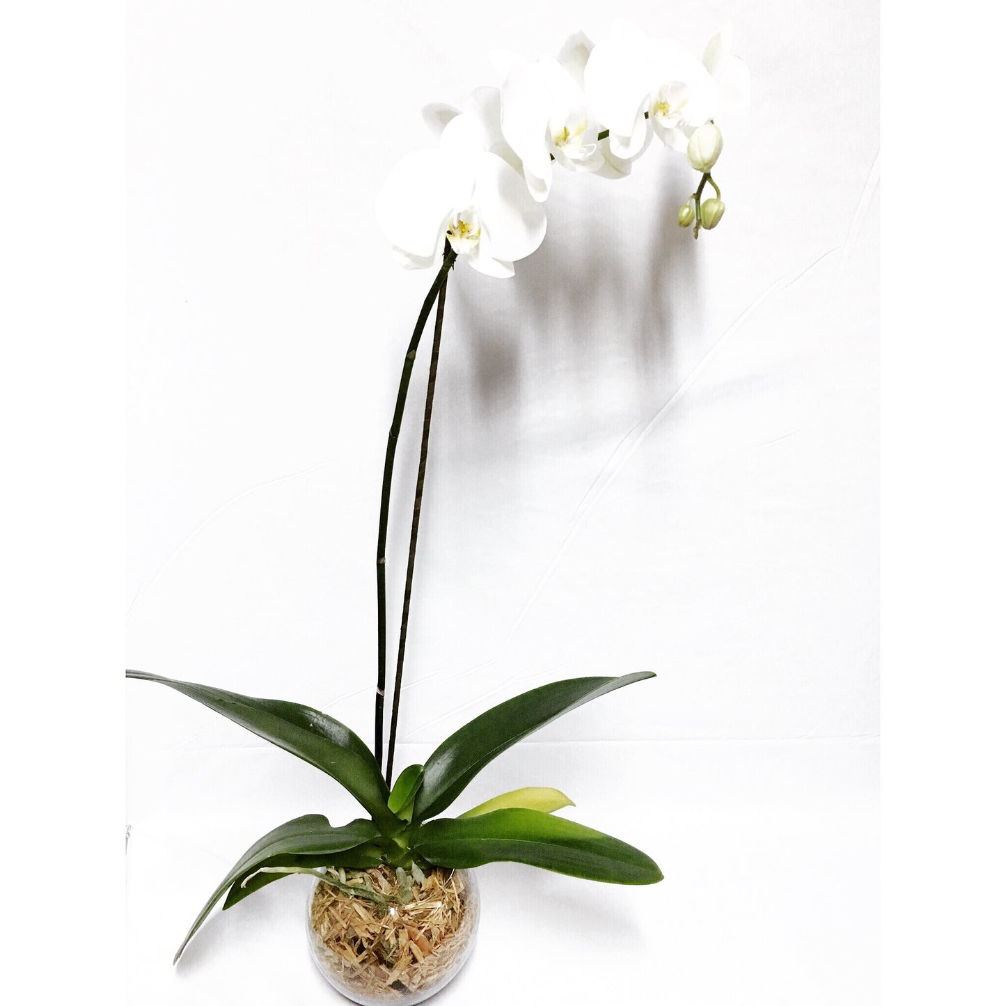 Arreglo Classic - 1 Orquidea