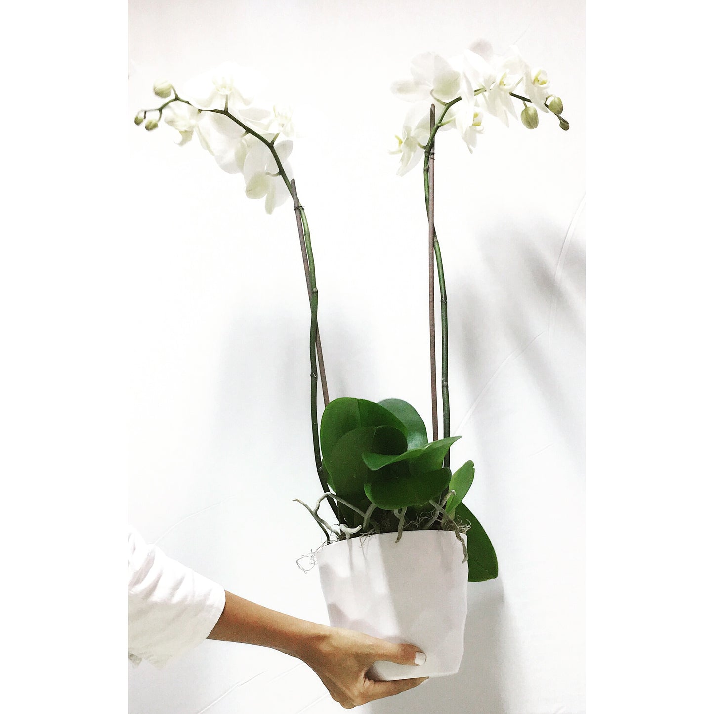 Arreglo Classic - 1 Orquidea