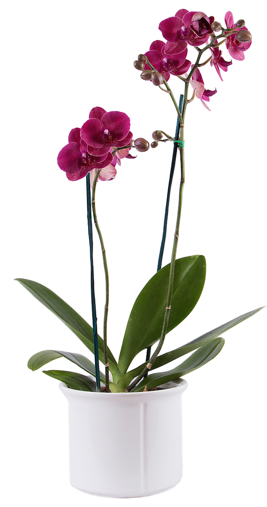 Orquídea Deep Purple - 2 Spike/Espiga