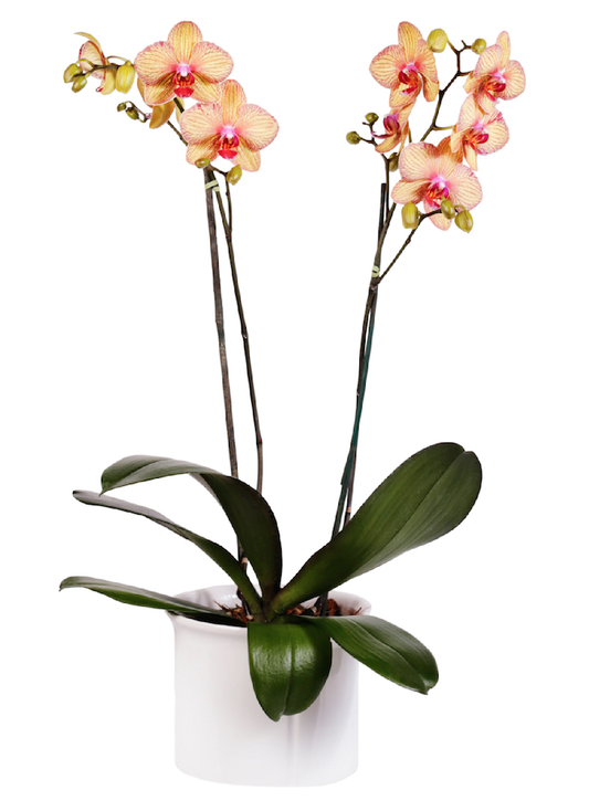 Orquídea Exotic Yellow - 2 Spike/Espiga