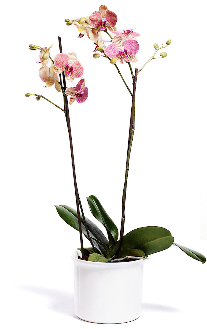 Orquídea Yellow Splash - 2 Spike/Espiga