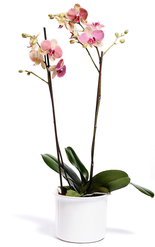 Orquídea Yellow Splash - 2 Spike/Espiga