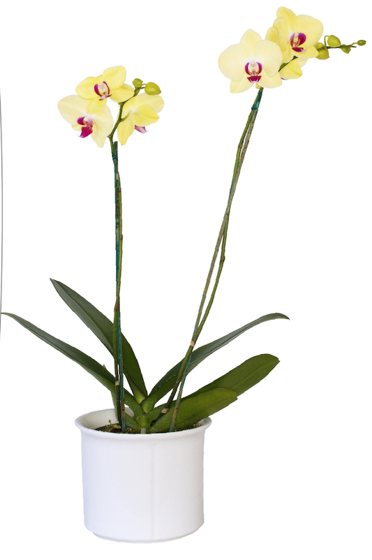 Orquídea Yellow Sunlight - 2 Spike/Espiga