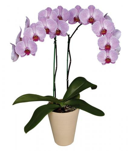 Arreglo Classic - 1 Orquidea