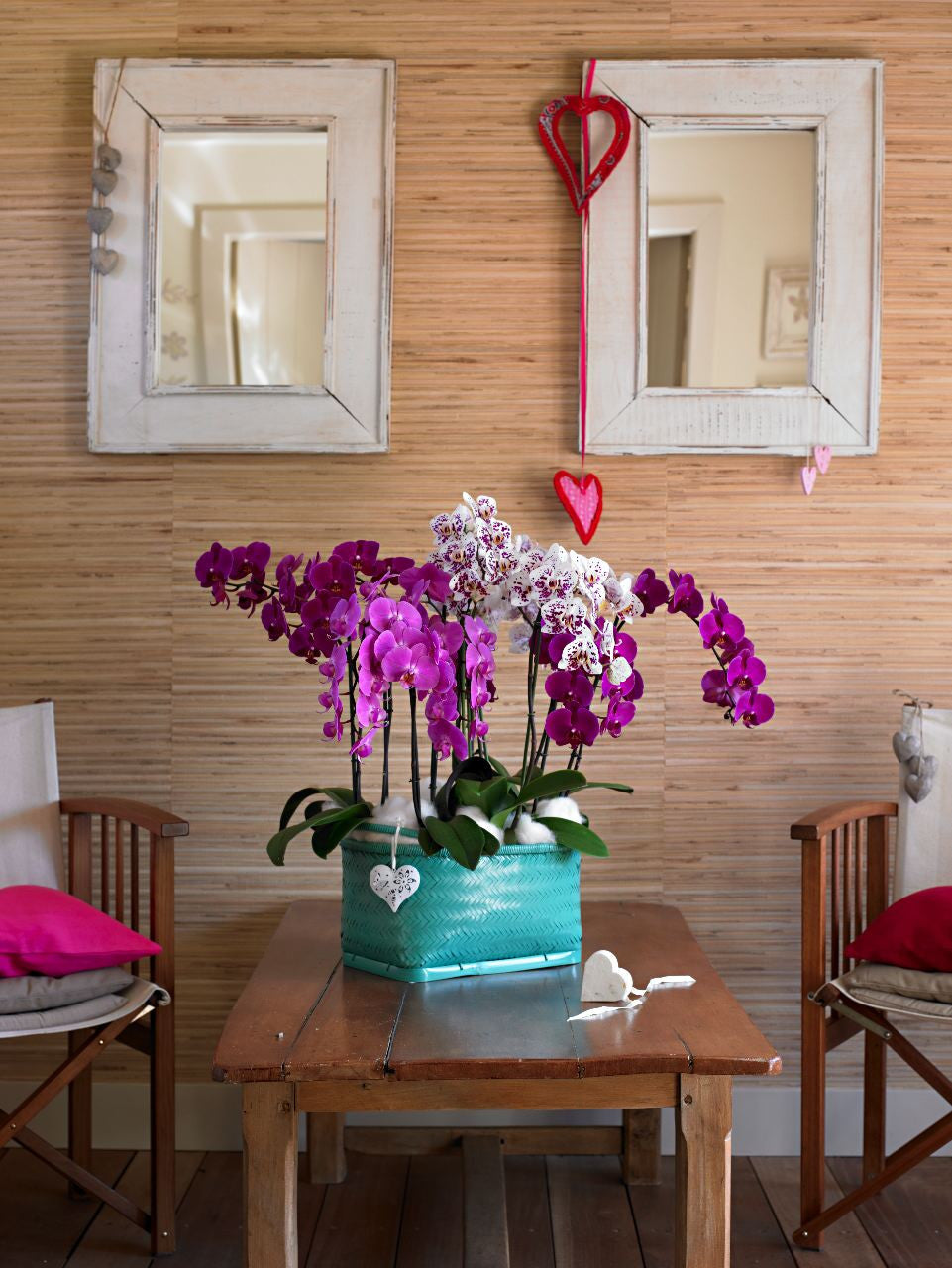 Orquídea Purple - 2 Spike/Espiga