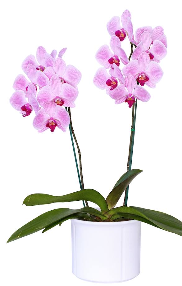 Orquídea Pink