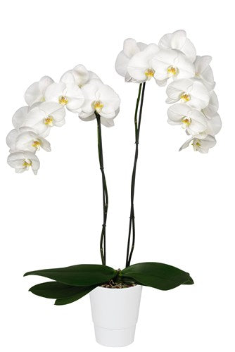 Amazonia Orchid Collection - Nuestra Colección de Orquídeas