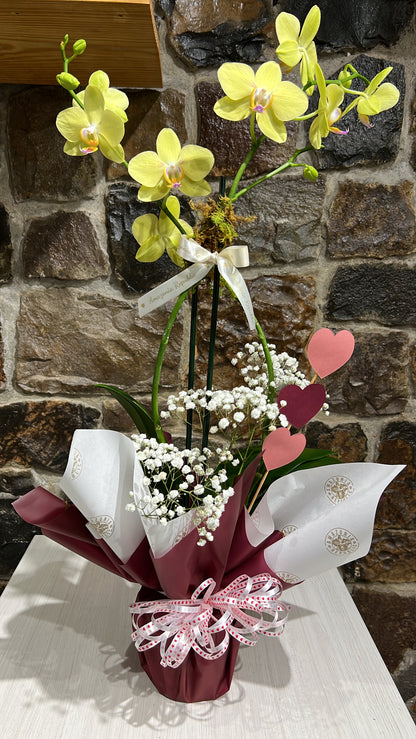 Plantas Magnas 5 pulgadas como Regalo