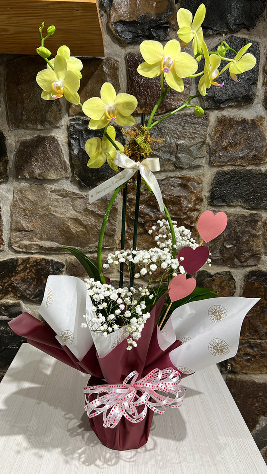 Plantas Magnas 5 pulgadas como Regalo