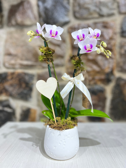 Arreglo Orquídea Petit con Base de Yeso