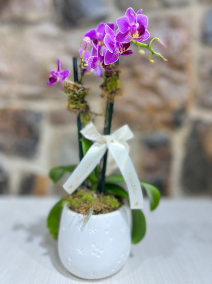 Arreglo Orquídea Petit con Base de Yeso