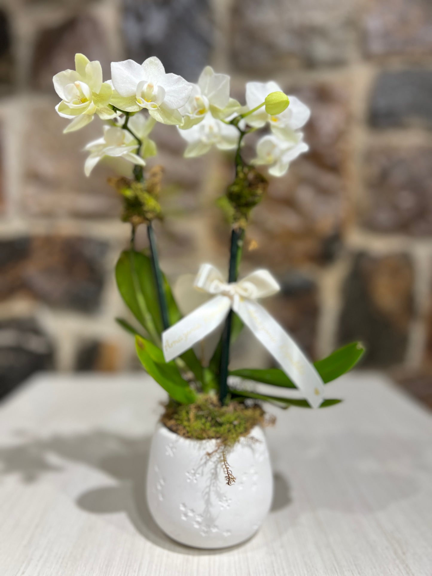 Arreglo Orquídea Petit con Base de Yeso