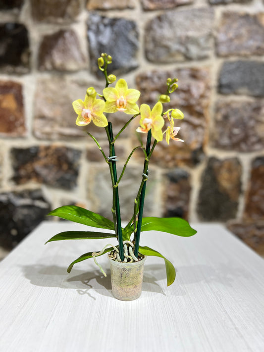 Orquídea Petit