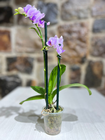 Orquídea Petit