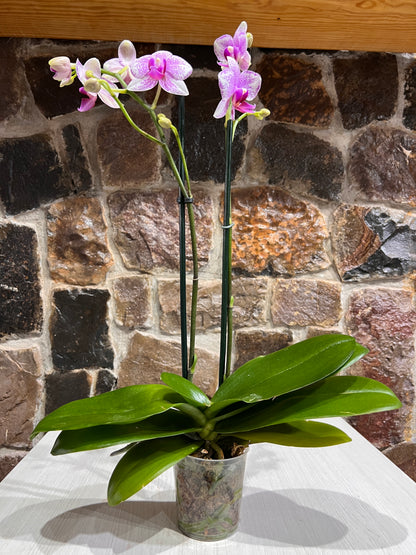 Orquídea Phalaenopsis Floria - 3 pulgadas
