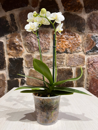 Orquídea Phalaenopsis Floria - 3 pulgadas