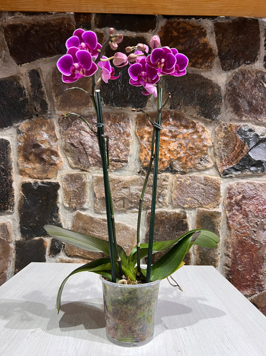 Orquídea Phalaenopsis Floria - 3 pulgadas