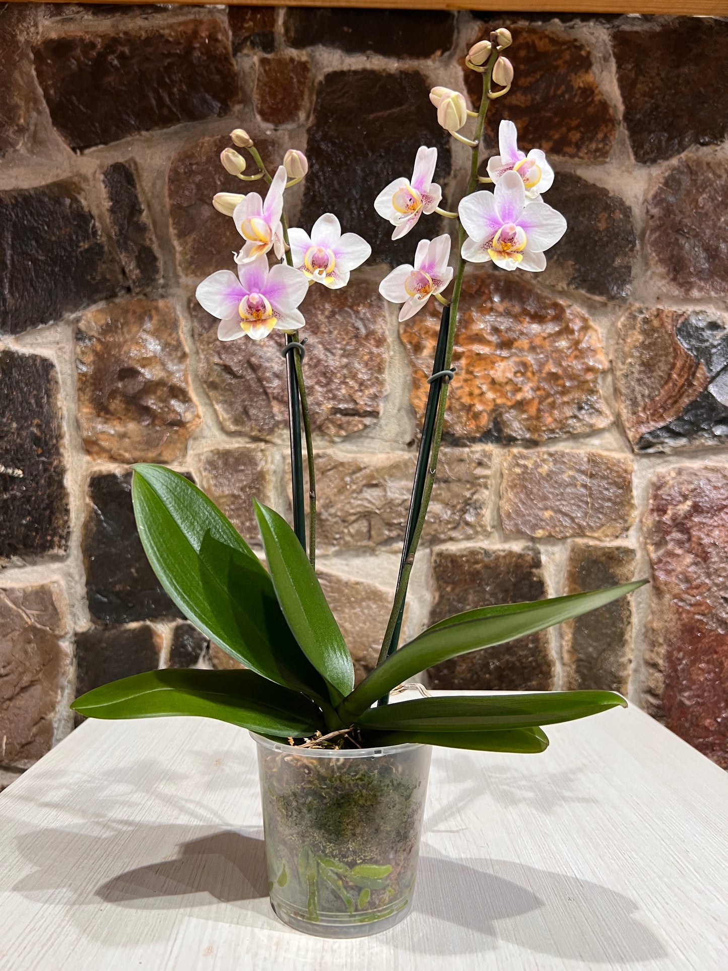 Orquídea Phalaenopsis Floria - 3 pulgadas