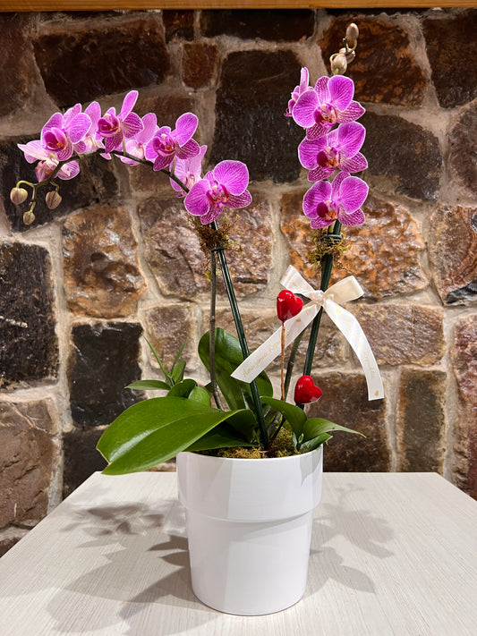 Arreglo Orquídea Phalaenopsis Floria con Base de Cerámica