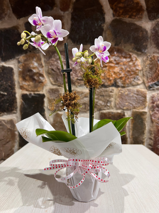 Arreglo Orquídea Petit