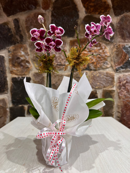 Arreglo Orquídea Petit