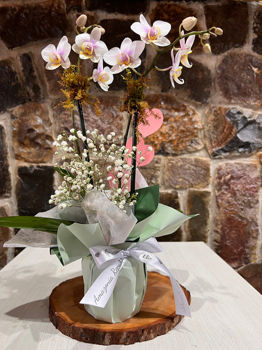 Arreglo Orquídea Phalaenopsis Floria