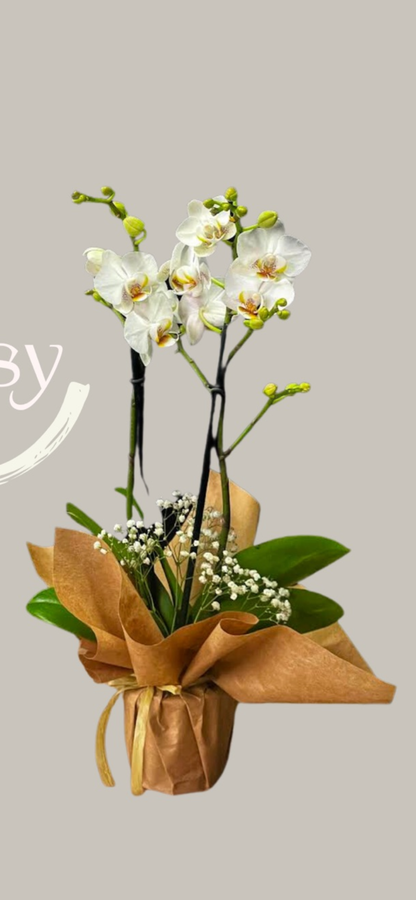 Plantas Magnas 5 pulgadas como Regalo