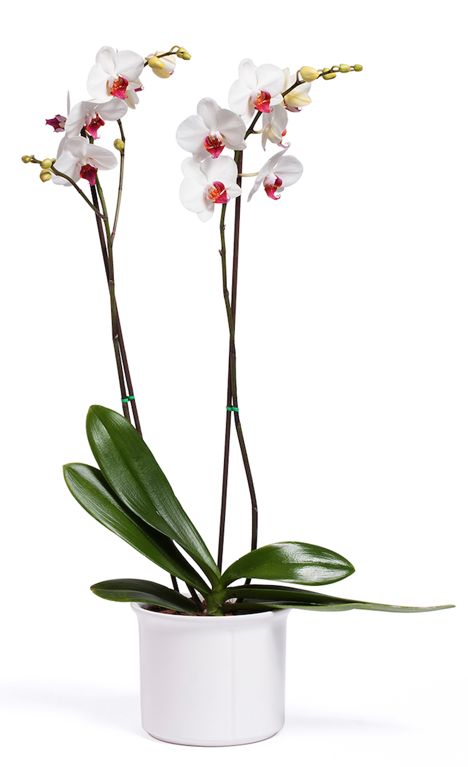 Orquídea Exotic White - 2 Spike/Espiga