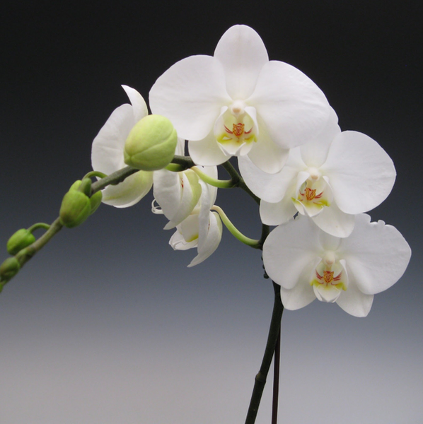 Orquídea Classic White