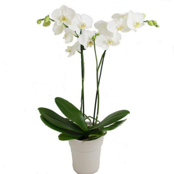Maceta decorativa Green