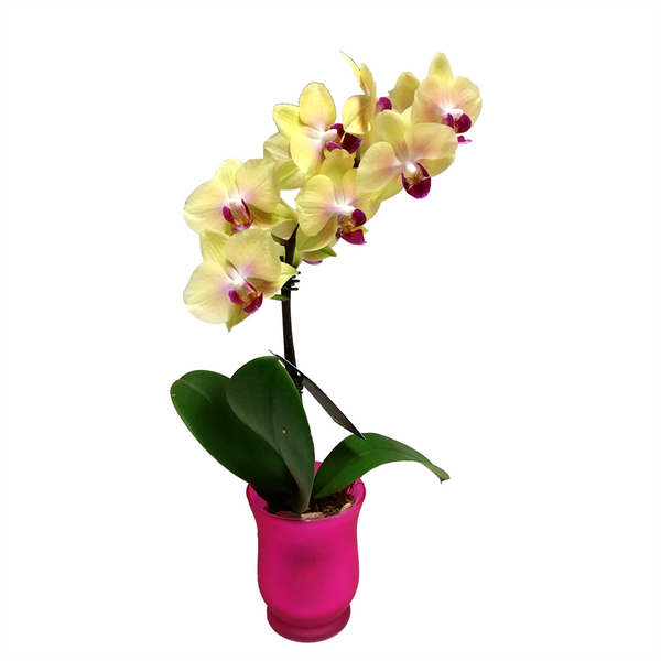 Arreglo Classic - 1 Orquidea