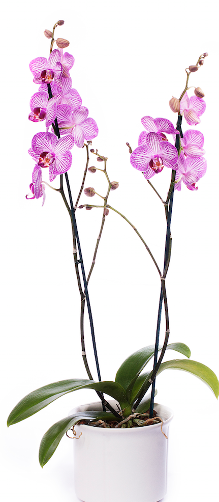 Orquídea Purple Spider