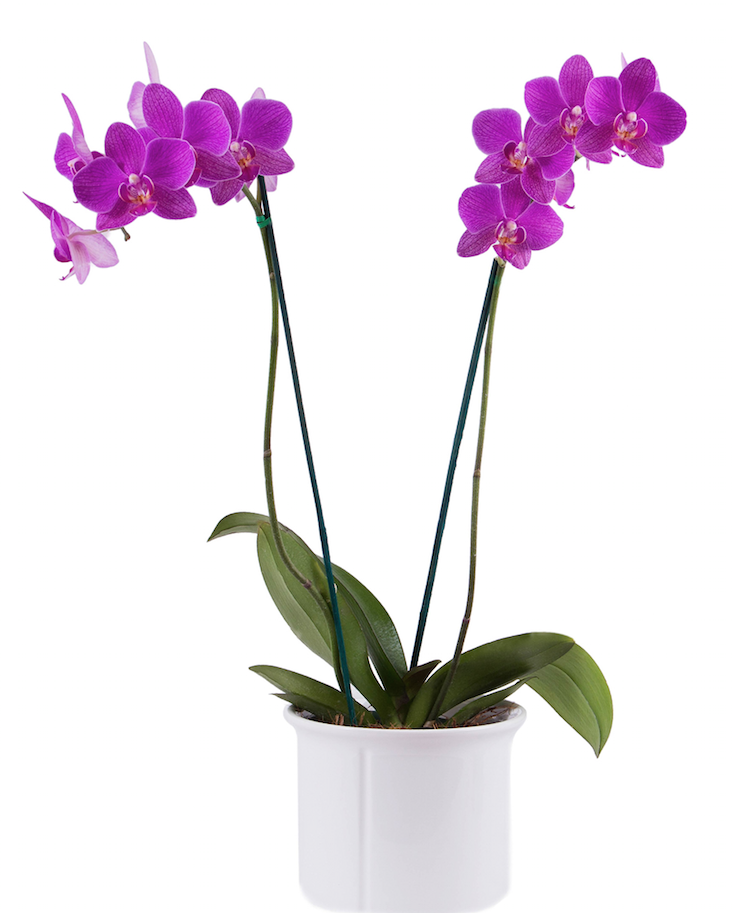 Orquídea Purple - 2 Spike/Espiga