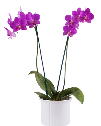 Orquídea Purple - 2 Spike/Espiga
